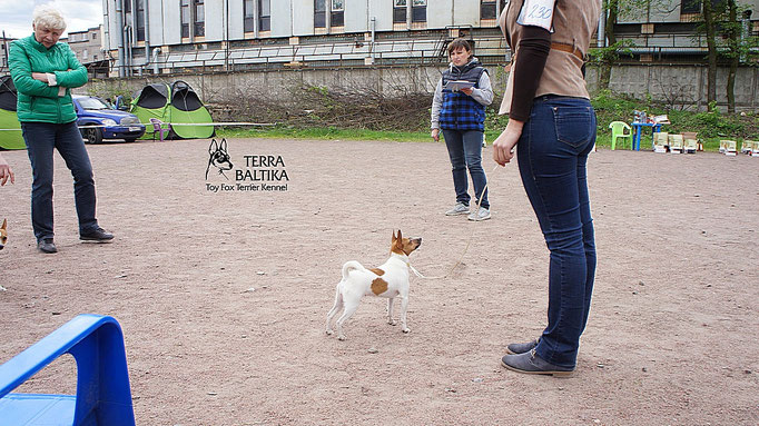 #тойфокстерьер #амертой #террабалтика #toyfoxterrier #terrabaltika #puppies #kennel