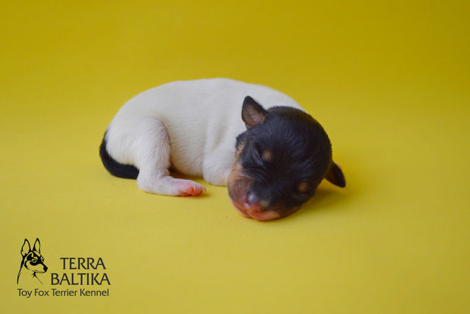 #тойфокстерьер #амертой #террабалтика #toyfoxterrier #terrabaltika #puppies #kennel #маленькаясобака #минипорода #маленькаяпородасобак #собачканамаленькихножках #американскийтойфокстерьер #тойфокс #americantoyfoxterrier