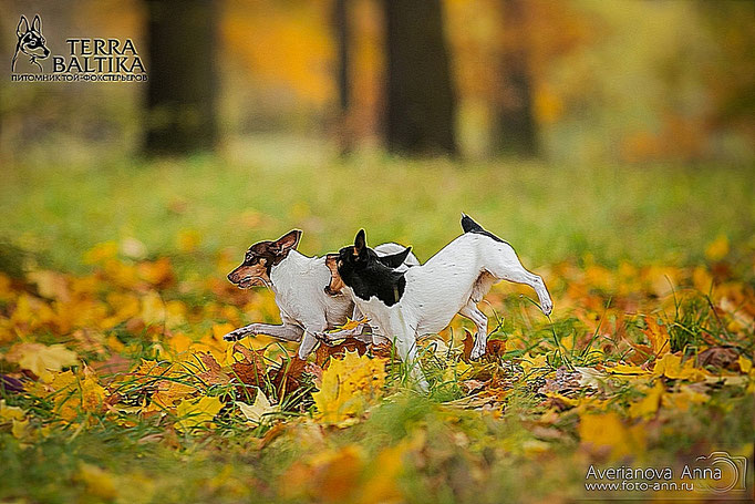 #тойфокстерьер #амертой #террабалтика #toyfoxterrier #terrabaltika #puppies #kennel