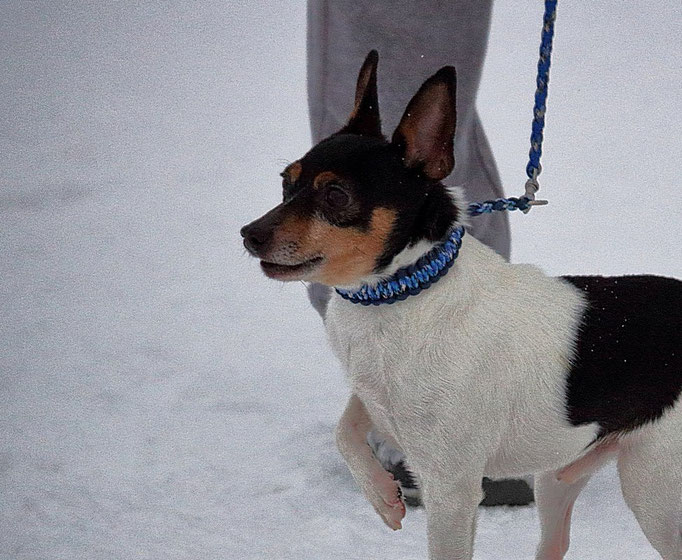 #тойфокстерьер #амертой #террабалтика #toyfoxterrier #terrabaltika #puppies #kennel