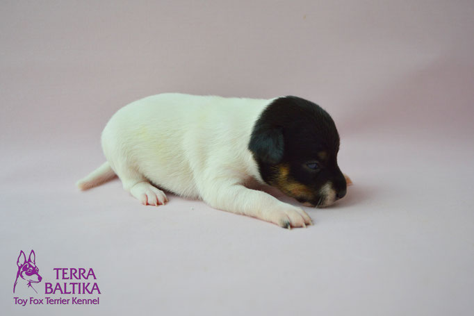 #тойфокстерьер #амертой #террабалтика #toyfoxterrier #terrabaltika #puppies #kennel #маленькаясобака #минипорода #маленькаяпородасобак #собачканамаленькихножках #американскийтойфокстерьер #тойфокс #americantoyfoxterrier