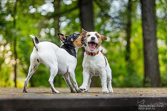 #тойфокстерьер #амертой #террабалтика #toyfoxterrier #terrabaltika #puppies #kennel