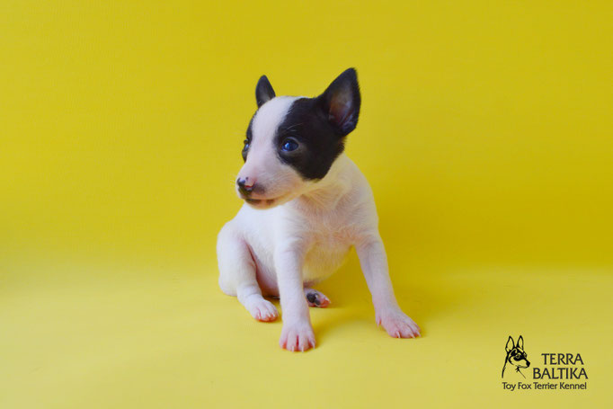 #тойфокстерьер #амертой #террабалтика #toyfoxterrier #terrabaltika #puppies #kennel