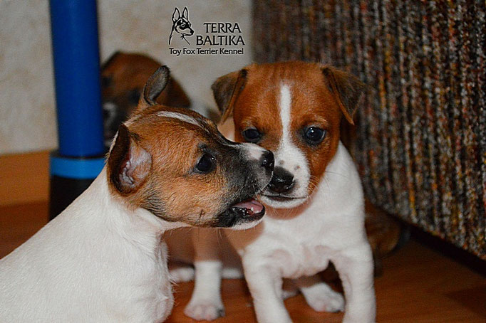 #тойфокстерьер #амертой #террабалтика #toyfoxterrier #terrabaltika #puppies #kennel