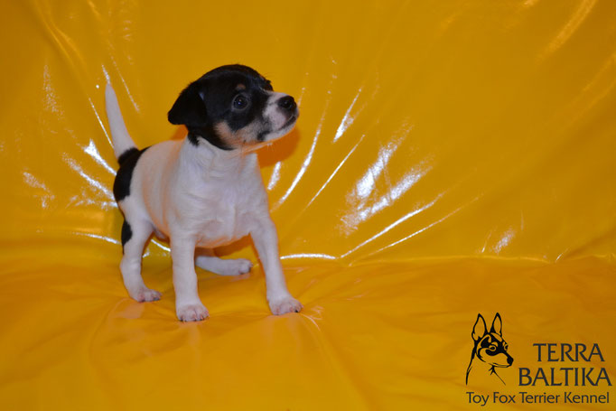 #тойфокстерьер #амертой #террабалтика #toyfoxterrier #terrabaltika #puppies #kennel