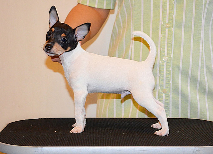 #тойфокстерьер #амертой #террабалтика #toyfoxterrier #terrabaltika #puppies #kennel