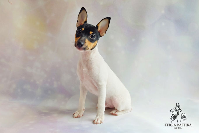 Той-фокстерьер, амертой, той-фокс, тфт, американский той-фокстерьер, Toy Fox Terrier, Terra Baltika, Терра Балтика, щенки той-фокстерьера, питомник той-фокстерьер