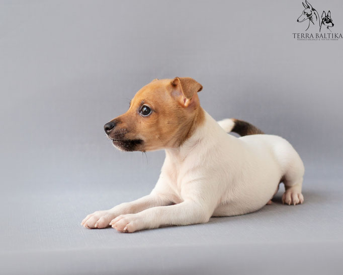 #тойфокстерьер #амертой #террабалтика #toyfoxterrier #terrabaltika #puppies #kennel