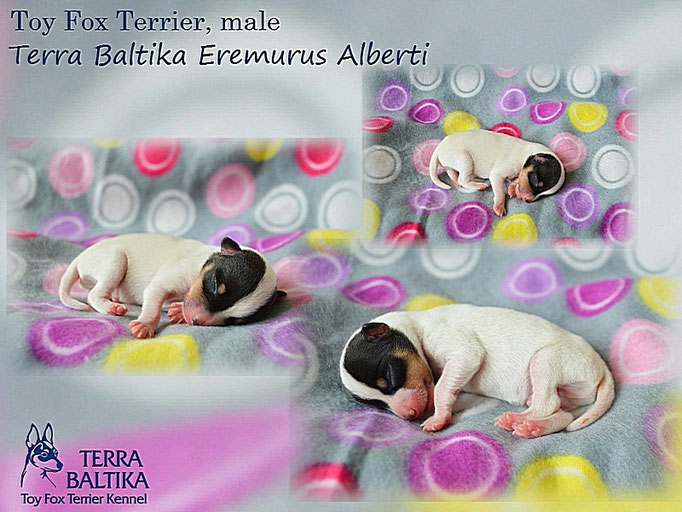 #тойфокстерьер #амертой #террабалтика #toyfoxterrier #terrabaltika #puppies #kennel