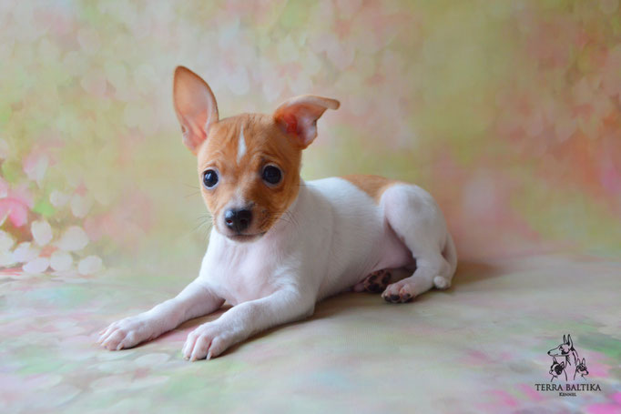 Той-фокстерьер, той-фокс, амертой, тфт, американский той-фокстерьер, Toy fox Terrier