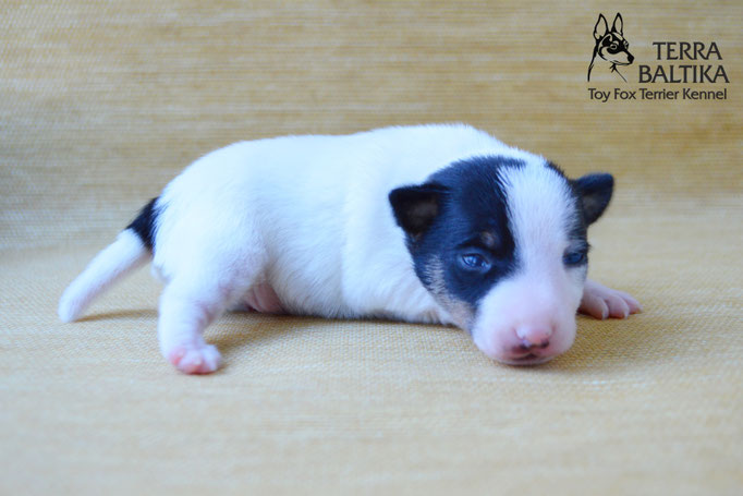 #тойфокстерьер #амертой #террабалтика #toyfoxterrier #terrabaltika #puppies #kennel