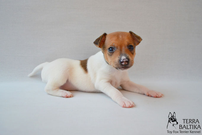 #тойфокстерьер #амертой #террабалтика #toyfoxterrier #terrabaltika #puppies #kennel #маленькаясобака #минипорода #маленькаяпородасобак #собачканамаленькихножках #американскийтойфокстерьер #тойфокс #americantoyfoxterrier