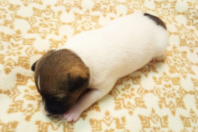 #тойфокстерьер #амертой #террабалтика #toyfoxterrier #terrabaltika #puppies #kennel