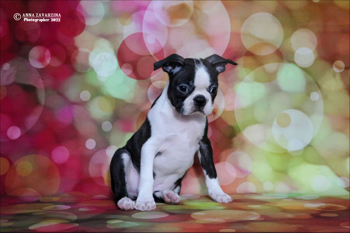 Бостон терьер, бостонский терьер, Boston terrier, щенки бостона, питомник бостон терьеров, Terra Baltika, Терра Балтика