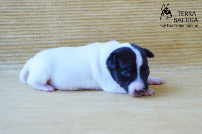 #тойфокстерьер #амертой #террабалтика #toyfoxterrier #terrabaltika #puppies #kennel