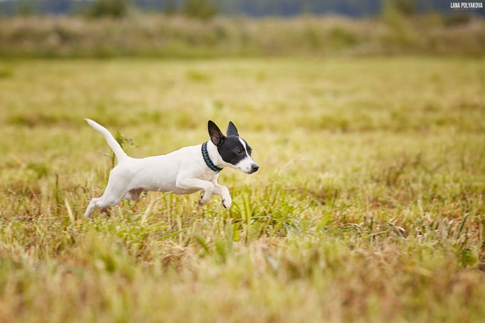 #тойфокстерьер #амертой #террабалтика #toyfoxterrier #terrabaltika #puppies #kennel