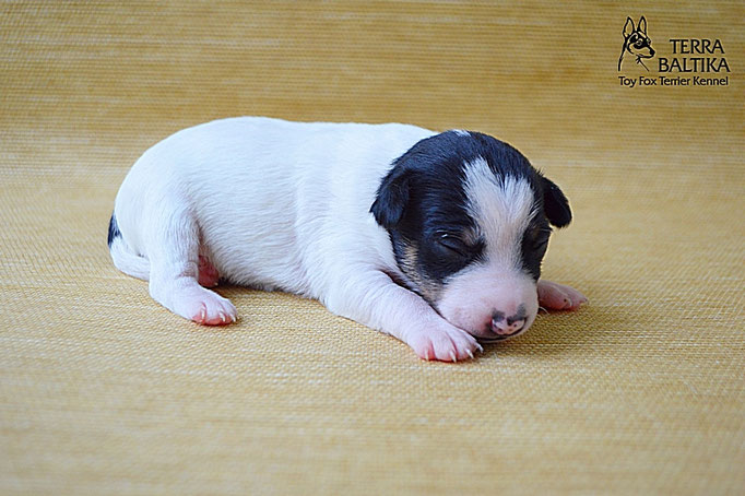 #тойфокстерьер #амертой #террабалтика #toyfoxterrier #terrabaltika #puppies #kennel