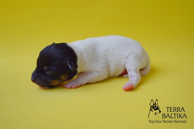 #тойфокстерьер #амертой #террабалтика #toyfoxterrier #terrabaltika #puppies #kennel #маленькаясобака #минипорода #маленькаяпородасобак #собачканамаленькихножках #американскийтойфокстерьер #тойфокс #americantoyfoxterrier