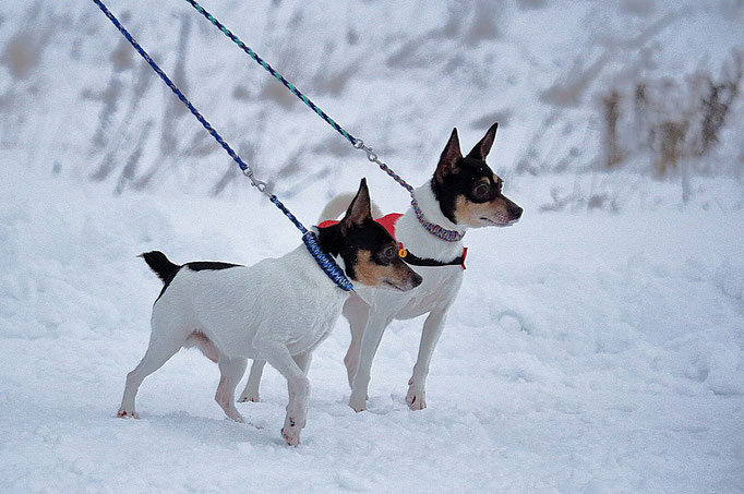 #тойфокстерьер #амертой #террабалтика #toyfoxterrier #terrabaltika #puppies #kennel