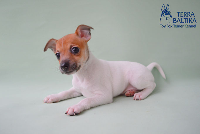 #тойфокстерьер #амертой #террабалтика #toyfoxterrier #terrabaltika #puppies #kennel #маленькаясобака #минипорода #маленькаяпородасобак #собачканамаленькихножках #американскийтойфокстерьер #тойфокс #americantoyfoxterrier