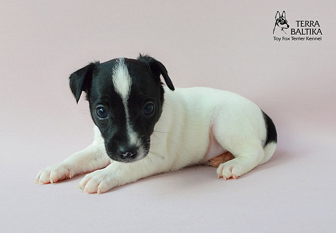 #тойфокстерьер #амертой #террабалтика #toyfoxterrier #terrabaltika #puppies #kennel