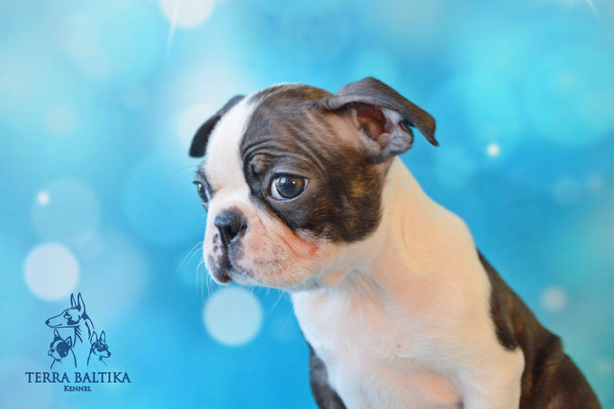 бостон терьер, бостонский терьер, boston terrier, бостон, щенки бостона, питомник бостонов