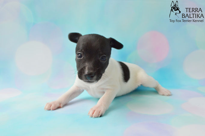 #тойфокстерьер #амертой #террабалтика #toyfoxterrier #terrabaltika #puppies #kennel