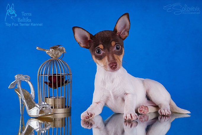 #тойфокстерьер #амертой #террабалтика #toyfoxterrier #terrabaltika #puppies #kennel