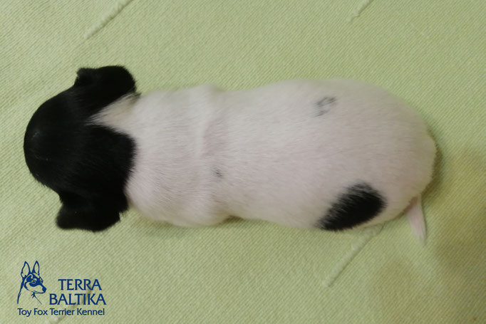 #тойфокстерьер #амертой #террабалтика #toyfoxterrier #terrabaltika #puppies #kennel #маленькаясобака #минипорода #маленькаяпородасобак #собачканамаленькихножках #американскийтойфокстерьер #тойфокс #americantoyfoxterrier