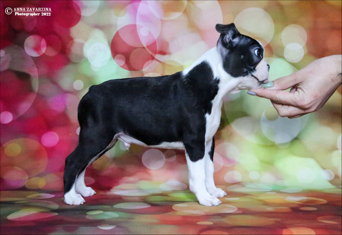 Бостон терьер, бостонский терьер, Boston terrier, щенки бостона, питомник бостон терьеров, Terra Baltika, Терра Балтика