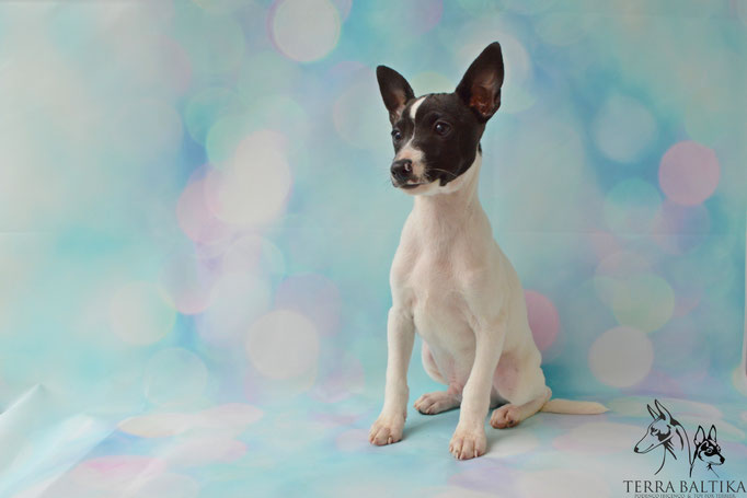 #тойфокстерьер #амертой #террабалтика #toyfoxterrier #terrabaltika #puppies #kennel