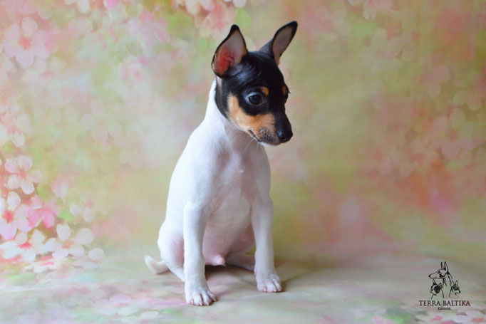 Той-фокстерьер, амертой, той-фокс, тфт, американский той-фокстерьер, Toy Fox Terrier, Terra Baltika, Терра Балтика, щенки той-фокстерьера, питомник той-фокстерьер