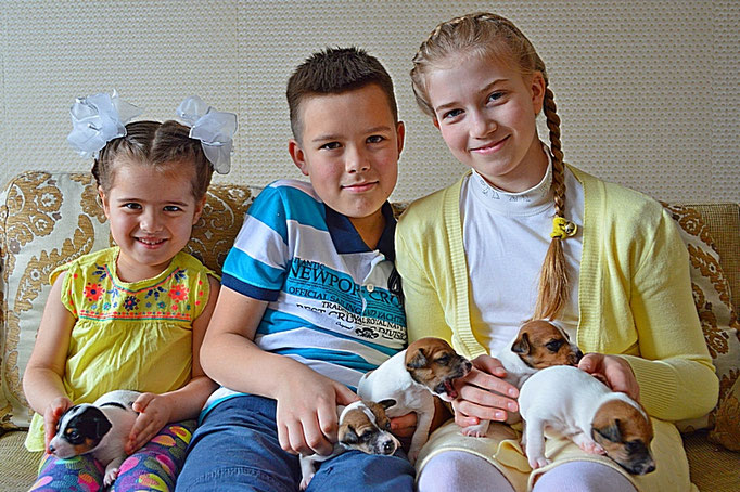 #тойфокстерьер #амертой #террабалтика #toyfoxterrier #terrabaltika #puppies #kennel