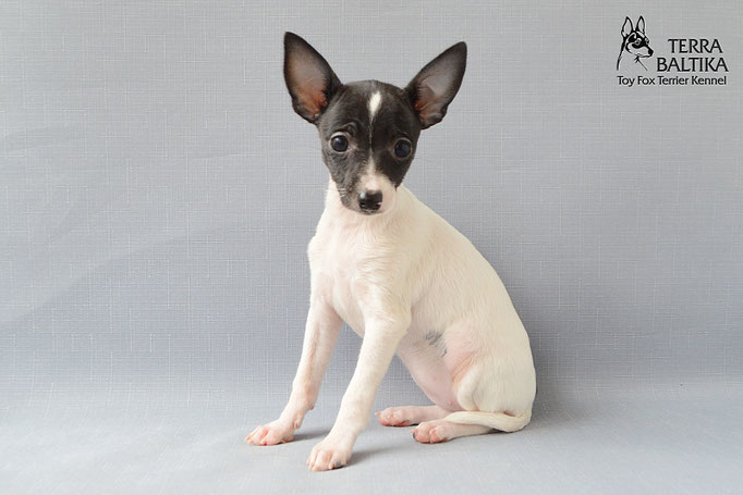 #тойфокстерьер #амертой #террабалтика #toyfoxterrier #terrabaltika #puppies #kennel