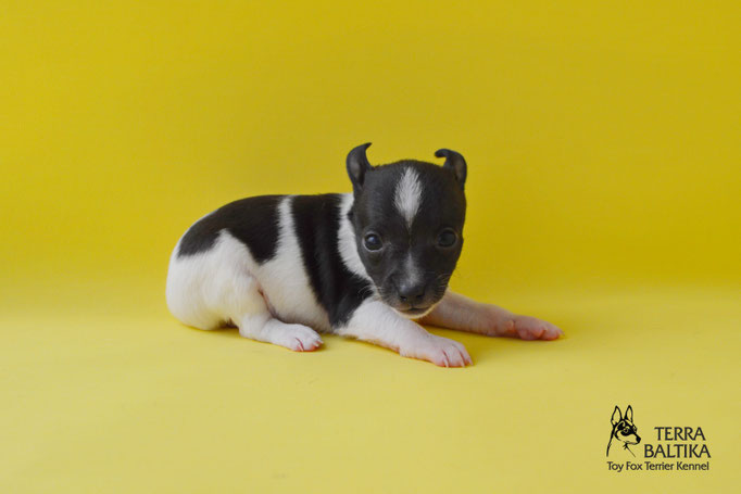 #тойфокстерьер #амертой #террабалтика #toyfoxterrier #terrabaltika #puppies #kennel