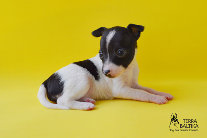 #тойфокстерьер #амертой #террабалтика #toyfoxterrier #terrabaltika #puppies #kennel