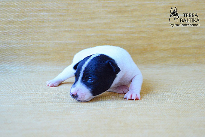 #тойфокстерьер #амертой #террабалтика #toyfoxterrier #terrabaltika #puppies #kennel