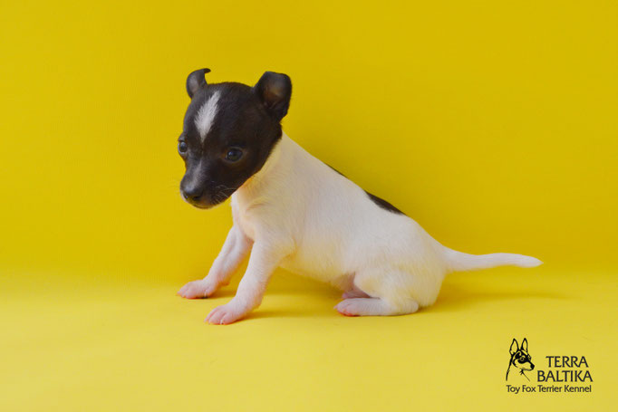 #тойфокстерьер #амертой #террабалтика #toyfoxterrier #terrabaltika #puppies #kennel