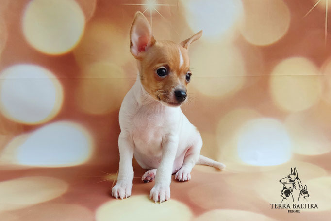 Той-фокстерьер, той-фокс, амертой, тфт, американский той-фокстерьер, Toy fox Terrier