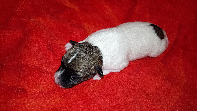#тойфокстерьер #амертой #террабалтика #toyfoxterrier #terrabaltika #puppies #kennel