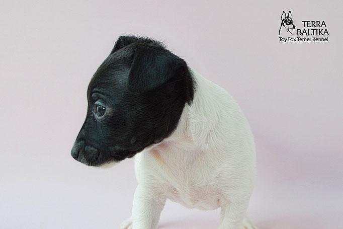 #тойфокстерьер #амертой #террабалтика #toyfoxterrier #terrabaltika #puppies #kennel
