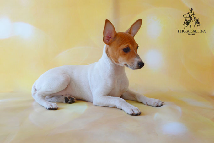 Той-фокстерьер, той-фокс, амертой, американский той-фокстерьер, Toy Fox Terrier