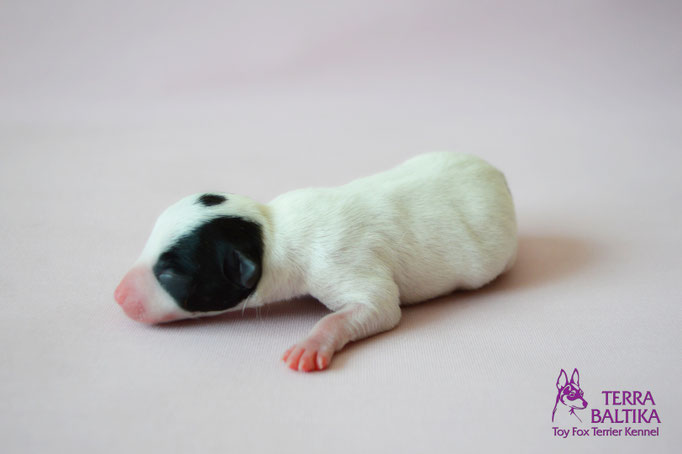 #тойфокстерьер #амертой #террабалтика #toyfoxterrier #terrabaltika #puppies #kennel