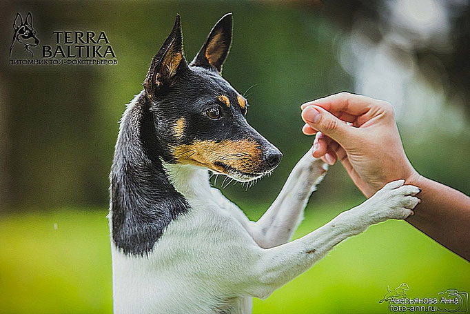 #тойфокстерьер #амертой #террабалтика #toyfoxterrier #terrabaltika #puppies #kennel