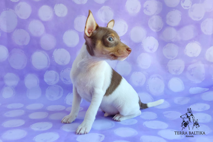 Той-фокстерьер, амертой, той-фокс, тфт, американский той-фокстерьер, Toy Fox Terrier, Terra Baltika, Терра Балтика, щенки той-фокстерьера, питомник той-фокстерьер