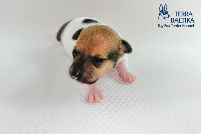 #тойфокстерьер #амертой #террабалтика #toyfoxterrier #terrabaltika #puppies #kennel #маленькаясобака #минипорода #маленькаяпородасобак #собачканамаленькихножках #американскийтойфокстерьер #тойфокс #americantoyfoxterrier