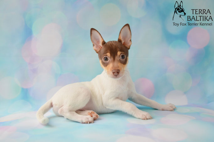 #тойфокстерьер #амертой #террабалтика #toyfoxterrier #terrabaltika #puppies #kennel