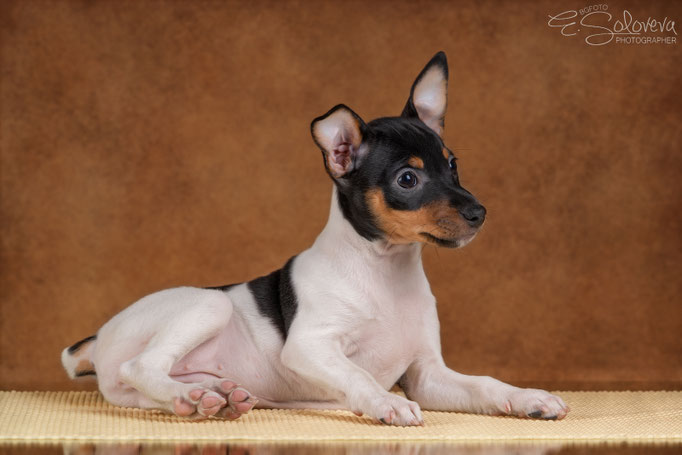 #тойфокстерьер #амертой #террабалтика #toyfoxterrier #terrabaltika #puppies #kennel #маленькаясобака #минипорода #маленькаяпородасобак #собачканамаленькихножках #американскийтойфокстерьер #тойфокс #americantoyfoxterrier