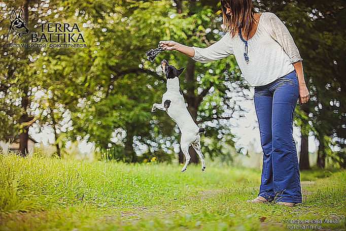 #тойфокстерьер #амертой #террабалтика #toyfoxterrier #terrabaltika #puppies #kennel