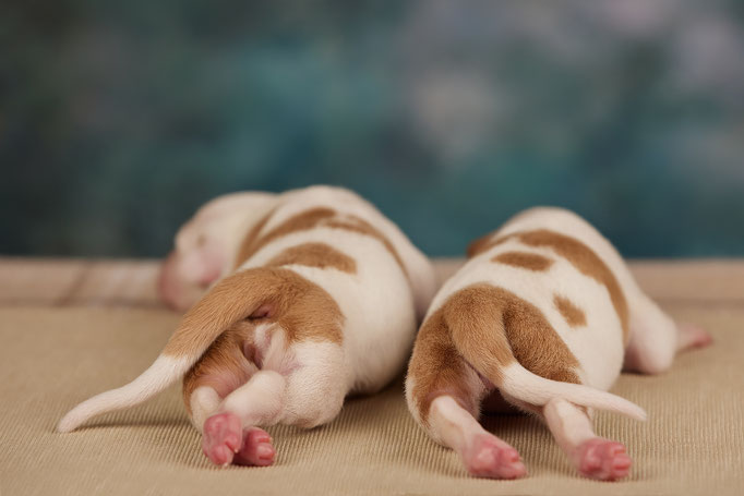 Поденко ибиценко, ибицкая борзая, ивисская борзая, ибизан, Podenco Ibicenco, Ibizan Hound, Terra Baltika, Терра Балтика